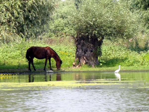 Decouverte De La Nature Sauvage Du Delta Du Danube